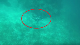 Βίντεο: Η στιγμή που καρχαρίας δαγκώνει το κεφάλι ενός δύτη