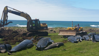 Ακόμη 51 φάλαινες ξεβράστηκαν νεκρές στη Νέα Ζηλανδία