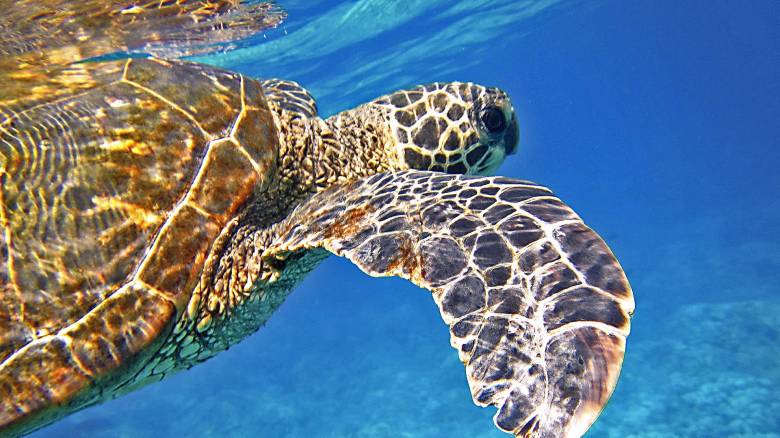 Μοναχικός Τζόρτζ: Παρότι μακαρίτης, η αρσενική θαλάσσια χελώνα αποκαλύπτει τα μυστικά της μακροζωίας