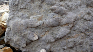 Σημαντική ανακάλυψη παλαιοντολόγων: Πατημασιές δεινοσαύρων ηλικίας 100 εκατ. ετών