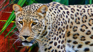 Οργισμένη απάντηση από το Αττικό Ζωολογικό Πάρκο για τη θανάτωση των τζάγκουαρ