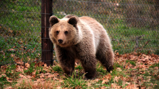 Έγκυος αρκούδα βρέθηκε δηλητηριασμένη και αποκεφαλισμένη στην Κοζάνη