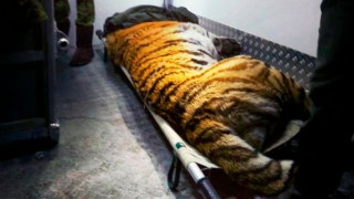 Πληγωμένος τίγρης «ζήτησε» τη βοήθεια ανθρώπων και η συνέχεια είναι πέρα από κάθε φαντασία!