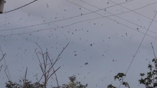 Ανατριχιαστικό φαινόμενο: Έβρεξε… αράχνες στη Βραζιλία
