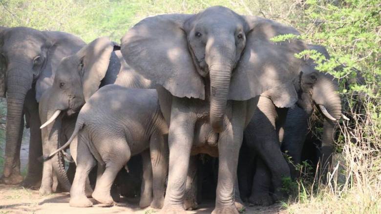 Η φύση προστατεύει τους ελέφαντες της Μοζαμβίκης – Γιατί γεννιούνται χωρίς χαυλιόδοντες