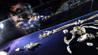 Το οικογενειακό δέντρο της ανθρωπότητας αποκαλύπτεται: «Μίλησαν» τα απολιθώματα Αυστραλοπίθηκου