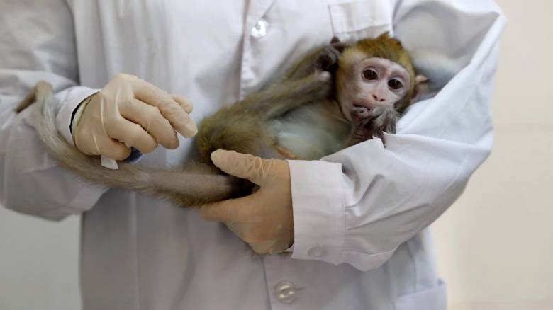 Κλωνοποιήθηκαν γενετικά τροποποιημένες μαϊμούδες για να έχουν νευροψυχικές διαταραχές
