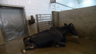 Σοκάρουν εικόνες από κρυφή κάμερα: Σφάζουν άρρωστες αγελάδες και πουλάνε το κρέας τους