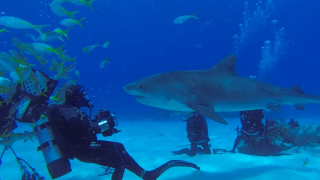 Μοναδικές εικόνες: Καρχαρίες κάνουν... παρέα με δύτες και «χαμογελούν» στην κάμερα