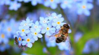 Οι μέλισσες ξέρουν καλύτερα μαθηματικά από σένα - Το επιβεβαιώνει και η επιστήμη!