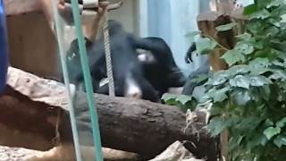 Save Bili: Τρομακτικό bullying πιθήκων σε χιμπατζή μέσα σε ζωολογικό κήπο