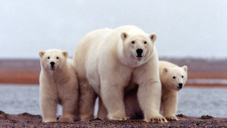 Τρόμος στη Ρωσία: 52 πολικές αρκούδες εισέβαλαν σε χωριό ψάχνοντας για φαγητό