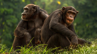 «Prison Break» για χιμπατζήδες στην Ιρλανδία