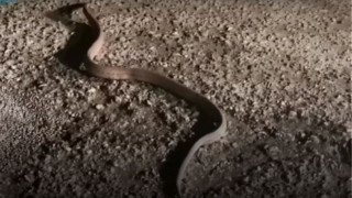 Πρωτοφανείς εικόνες στην Αιτωλοακαρνανία: Φίδι βγήκε… παγανιά μέσα στην παγωνιά!