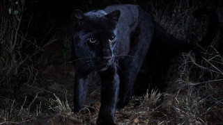 Η «μυθική» μαύρη λεοπάρδαλη φωτογραφήθηκε μετά από 100 χρόνια