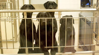 Σουηδία: Οργή για έξι σκύλους που θα θανατωθούν μετά το τέλος εργαστηριακού πειράματος