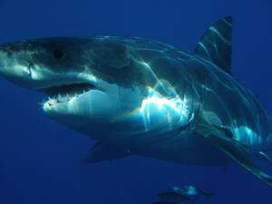 Κολύμπι με λευκούς καρχαρίες στην Gansbaai, στη Νότιο Αφρική: Σας άρεσε η ταινία Jaws; Σε περίπτωση που θέλετε να ζήσετε μια αντίστοιχη εμπειρία, μπορείτε να μπείτε σε ένα ειδικό κλουβί και να τους δείτε από κοντά κάτω από την επιφάνεια της θάλασσας