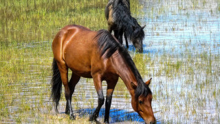 Θεσπρωτία: Σκότωσαν έξι άλογα με κυνηγετικό όπλο