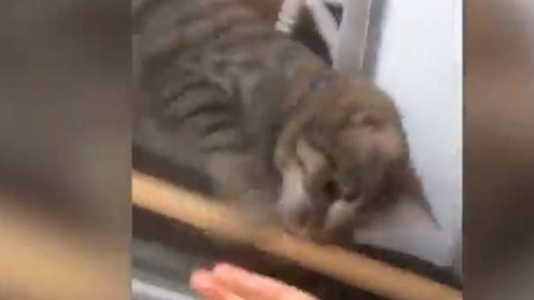 Απίστευτο βίντεο: Γατάκι βοηθά την ιδιοκτήτριά του που κλειδώθηκε απ' έξω να μπει στο σπίτι!