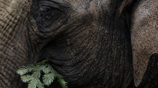 Μποτσουάνα: Σάλος από την απόφαση της κυβέρνησης για το κυνήγι ελεφάντων
