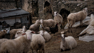 Γρεβενά: Βγάζουν σε ηλεκτρονικό πλειστηριασμό… 200 πρόβατα