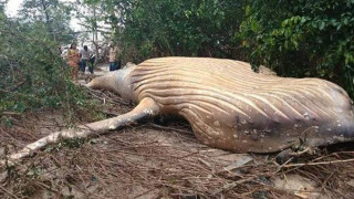 Μυστήριο στον Αμαζόνιο: Φάλαινα βρέθηκε νεκρή μέσα στη ζούγκλα