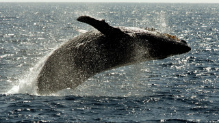 Παγκόσμια κινητοποίηση για τις «φυλακισμένες φάλαινες» στη Ρωσία