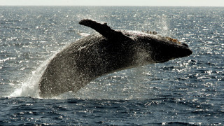 Free... Willy! Ελευθερώνονται οι «φυλακισμένες φάλαινες» της Ρωσίας
