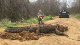 Αλιγάτορας - γίγας 4 μέτρων και 317 κιλών βρέθηκε στη Τζόρτζια