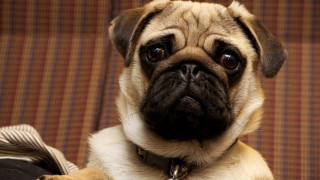 Σάλος στη Γερμανία: Οι Αρχές κατέσχεσαν και πούλησαν στο eBay σκυλάκι οικογένειας που είχε χρέη
