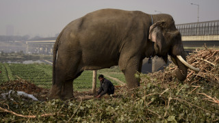 Ελέφαντας έκατσε πάνω στον εκπαιδευτή που τον μαστίγωνε και τον σκότωσε