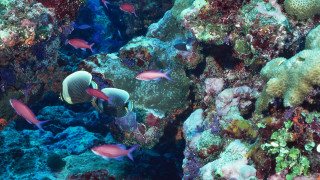 Εντοπίστηκε ο πρώτος κοραλλιογενής ύφαλος στη Μεσόγειο