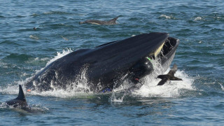 Βίντεο: Η απίστευτη στιγμή που δύτης παραλίγο να γίνει το… γεύμα φάλαινας