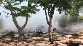 Οργή για το βίντεο που σόκαρε τον πλανήτη: Κροκόδειλος κατασπαράζει σκύλο που παίζει σε όχθη ποταμού