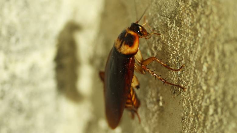 Μίσιγκαν: Αυτοπυροβολήθηκε στην προσπάθειά του να… σκοτώσει κατσαρίδα