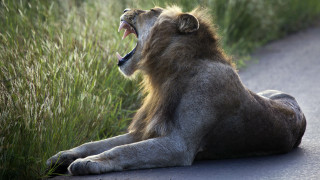 Λαθροκυνηγός σκότωσε οικογένειες μπαμπουίνων, τους πρόσφερε σε λιοντάρια και εκείνα τον κατασπάραξαν