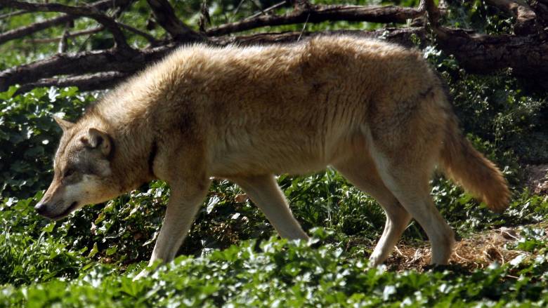 Αγέλη λύκων εμφανίστηκε μέσα στην πόλη της Φλώρινας