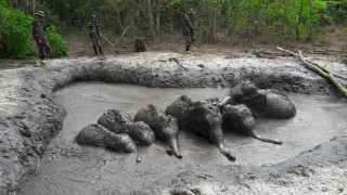 Ελεφαντάκια «κόλλησαν» στη λάσπη - Καρέ καρέ η επιχείρηση διάσωσής τους