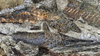 Ανακαλύφθηκαν απολιθώματα 66 εκατ. ετών από την ημέρα της «Αποκάλυψης»