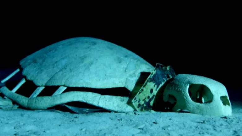 Εντυπωσιακές εικόνες: Υποβρύχιο «νεκροταφείο» για χελώνες στον Ινδικό Ωκεανό