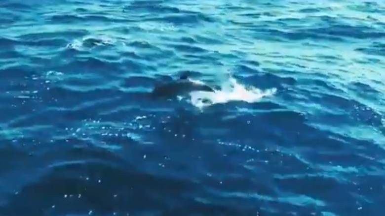 Απάντηση της Τουρκίας για τα νεκρά δελφίνια στην άσκηση «Γαλάζια Πατρίδα»