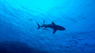 Εκπληκτικά καρέ από «επίθεση» καρχαρία σε δύτη στην Αυστραλία