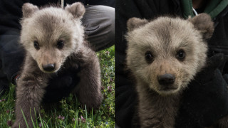 Μπράντλεϊ και... Κούπερ: Τα δύο νέα αρκουδάκια που υιοθέτησε ο «Αρκτούρος»
