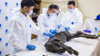 Βρέθηκε πουλάρι 42.000 ετών με υγρό αίμα και ούρα - Στόχος η κλωνοποίησή του