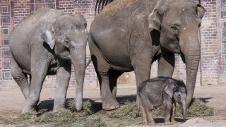Γεννητούρια στο ζωολογικό κήπο του Βούπερταλ: Να ζήσει ο Γκους, το ελεφαντάκι!