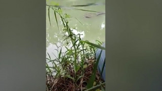 Βίντεο - σοκ: Τεράστιος κροκόδειλος αναδύεται από το νερό με ένα ανθρώπινο πόδι στα σαγόνια του
