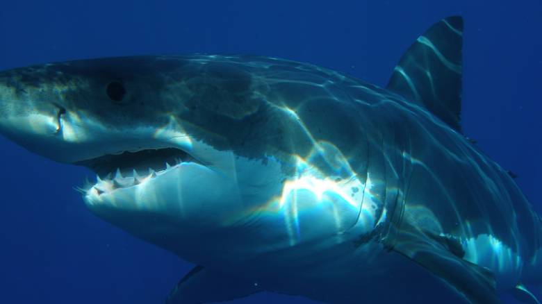 Λευκός καρχαρίας προσπάθησε να φάει θαλάσσια χελώνα και πνίγηκε