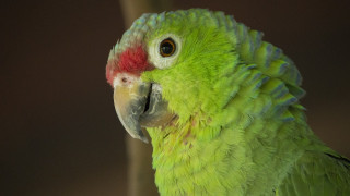 Βραζιλία: Συνελήφθη... παπαγάλος που έκανε τον «τσιλιαδόρο» σε εμπόρους ναρκωτικών