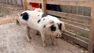 Βρετανία: Διευθυντής σχολείου στέλνει στο σφαγείο τα γουρούνια που μεγάλωσαν οι μαθητές
