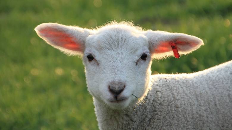 Σχολείο στη Γαλλία έγραψε ως νέους μαθητές 15… πρόβατα